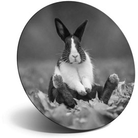 Destination Vinyl ltd Magnet for Refrigerator, Fridge BW - Black & White Rabbit Animals Pets Cute for Office, Cabinet and Whiteboard, Magnetic Stickers, 41384
