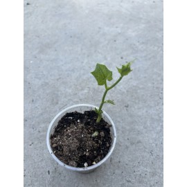 Chayote Plant With Pot 6” Ready To Plant