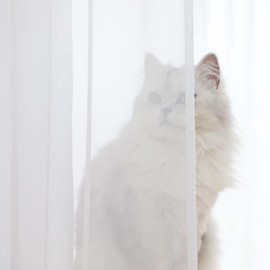 Window White Sheer Curtains 72 Inches Long 2 Panels Sheer White Curtains Basic Rod Pocket Panel for Bedroom Children Living Room Yard Kitchen (White, 52" W x 72" L | 2 pcs)