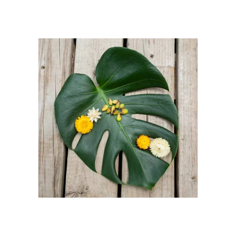 Odd Frond Monstera Deliciosa Seeds Fresh 10 Count Batch |