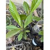 Tree 1 LOQUAT Tree from Seeds ORGANIC -NO POT- 6-8”FREE