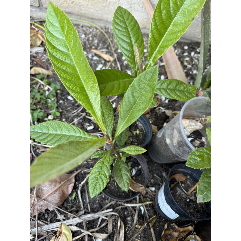 Tree 1 LOQUAT Tree from Seeds ORGANIC -NO POT- 6-8”FREE