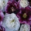 Outsidepride 50 Seeds Perennial Alcea rosea BlackBerry Ripple Hollyhock Flower