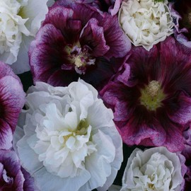 Outsidepride 50 Seeds Perennial Alcea rosea BlackBerry Ripple Hollyhock Flower Seed Mix for Planting