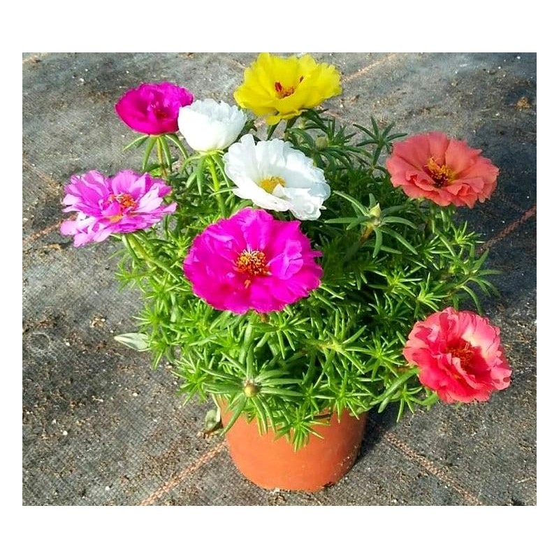 Seeds Multicolor Purslane Double Flower Mix 1000+ Seeds to Grow