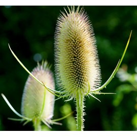 1000Pcs Dipsacus Fullonum Seeds for Planting Easy to Grow Outdoor Home Garden Flower Seeds Gardening Supplies