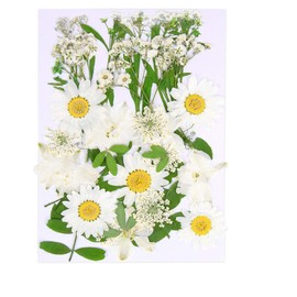 Augshy White Dried Pressed Flowers,Real Natural Dried Flowers Colorful Pressed Flowers for Resin Mold Jewelry Art Craft DIY