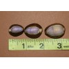 SHORELY YOURS COWRIES,Purple Top,stunning color,beach art,craft supply SS-37 - 100