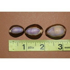 SHORELY YOURS COWRIES,Purple Top,stunning color,beach art,craft supply  SS-37 - 100 shells $73.98