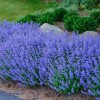 1000+ CATNIP SEEDS - PERENNIAL - BUG REPELLING - NON