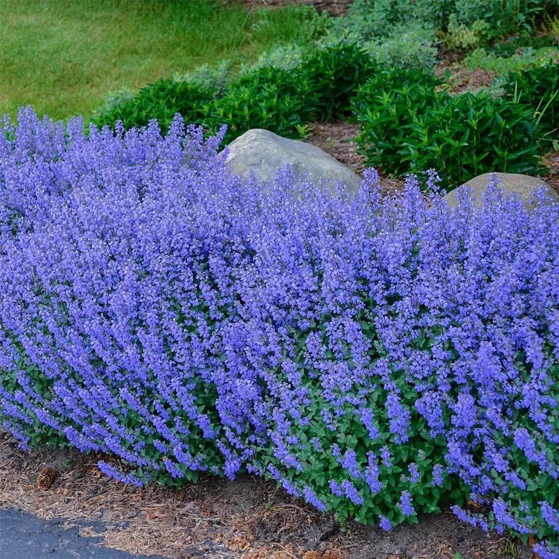 1000+ CATNIP SEEDS - PERENNIAL - BUG REPELLING - NON