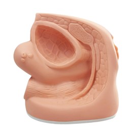 MediTrainer Female Catheterization Model Internal and External Genital Anatomy Model for Clinical Teaching and Medical Education Training Practice, 1 Piece