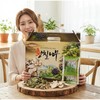 Hwangchil tree Hwangchil tree extract 60 packets / 황칠나무 황칠나무진액 60포