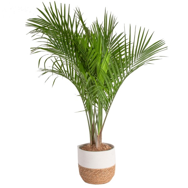 Costa Farms Majesty Palm Live Plant, Indoor and Outdoor Live Palm Tree, Potted in Premium Decor Planter, Tropical Patio, Balcony, Home Decor, Perfect House Plant Gift for Housewarming, 3-4 Feet Tall