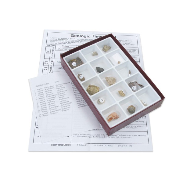 American Educational 15 Piece Specimen Mesozoic Fossils Collection