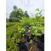 Ginkgo Biloba Tree (Maidenhair Tree) - Live Plant - (2.5