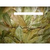 Guayabano/Soursoup Dried Leaves (Hojas de Guanabana),1oz