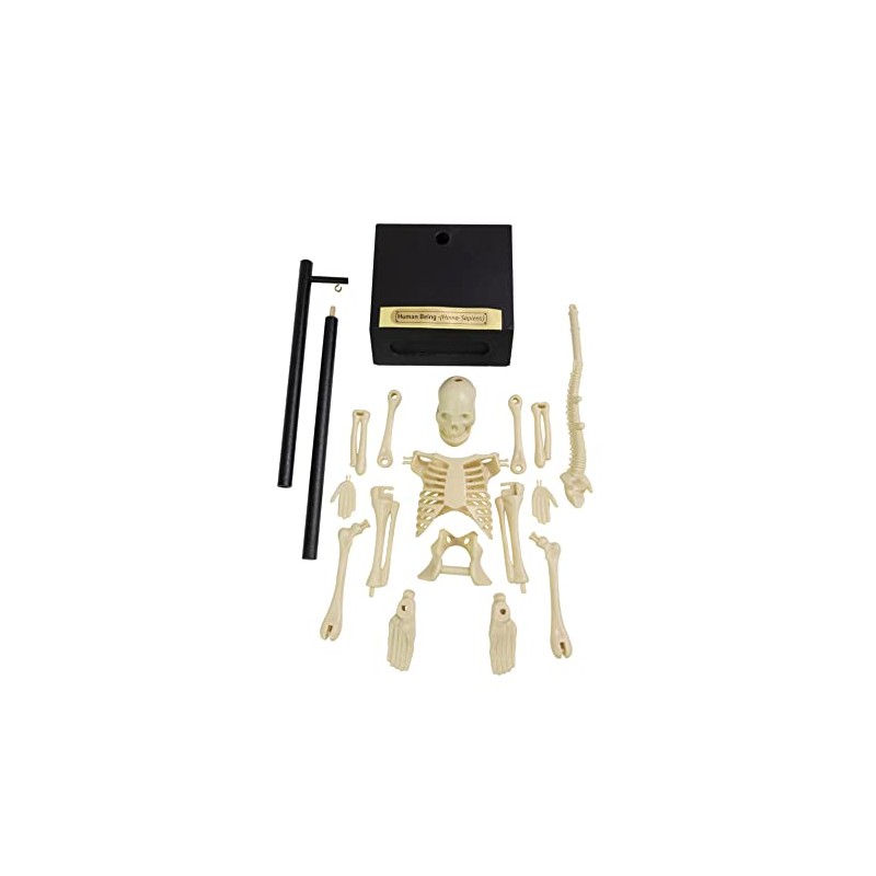 Anatomical Skeleton Model – 30cm High, Perfect for Learning Human