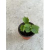 BitterMelon Bitter Melon Plant 5” Starter Plant With Pot Ready