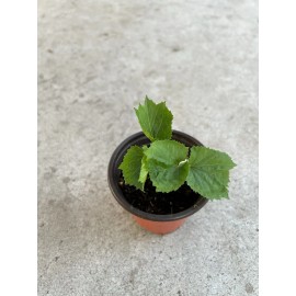 BitterMelon Bitter Melon Plant 5” Starter Plant With Pot Ready To Plant