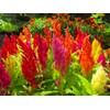 SeedsUP - 250+ Seeds Plumed Cockscomb Mix - Celosia -