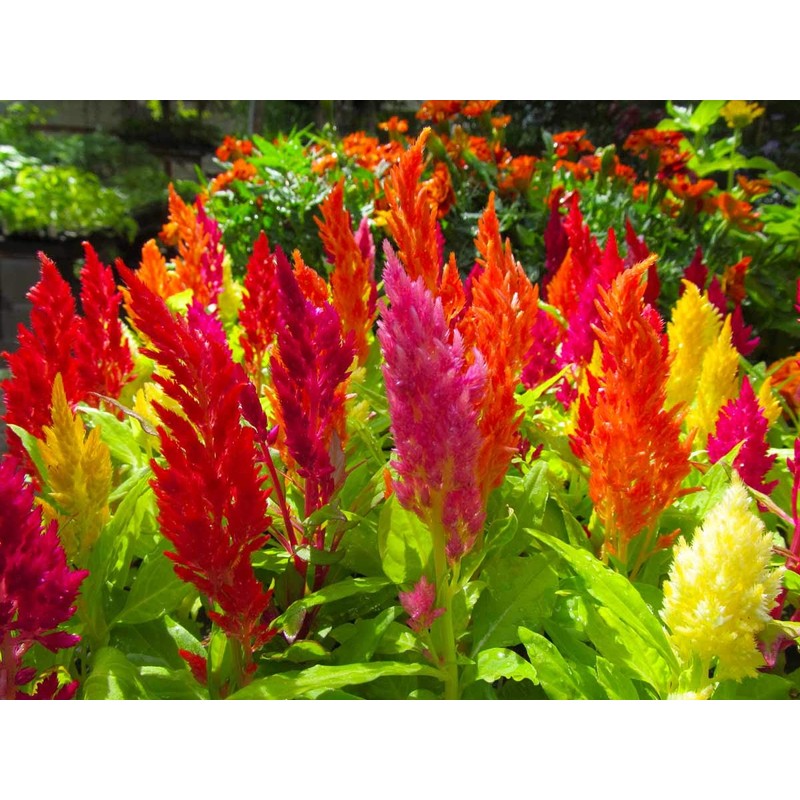 SeedsUP - 250+ Seeds Plumed Cockscomb Mix - Celosia -