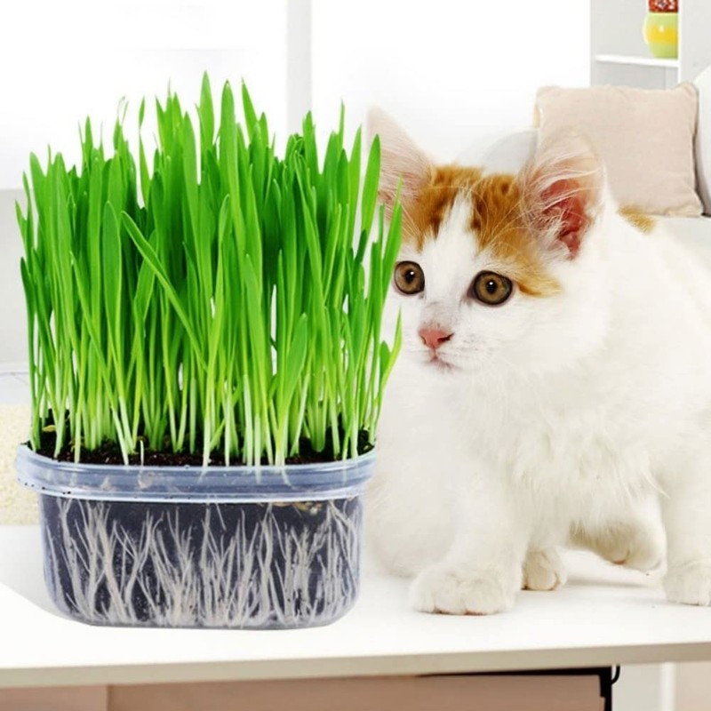 Seeds4planting - Seeds Cat Grass Complex Vitamin Non GMO Heirloom