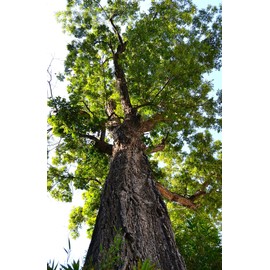 TomorrowSeeds - Pecan Tree Seeds - 18+ Count - for 2025 Planting Carya Illinoensis Illinois Nut Pecans Buttery Edible Texas American Hickory Native Perennial Trees Grow Your Own Home Farm Patio