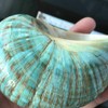 Wixine 1Pcs 10cm Green Turbo Natural Rare Real Sea Shell