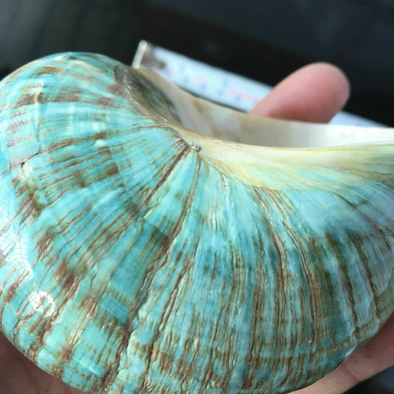 Wixine 1Pcs 10cm Green Turbo Natural Rare Real Sea Shell