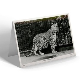 GREETING CARD - Vintage Bristol - Leopard at the Bristol Zoo