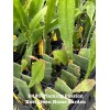 Cactus Rooted Epiphyllum Orchid Cactus “Flaming Passion” Growing In 4”