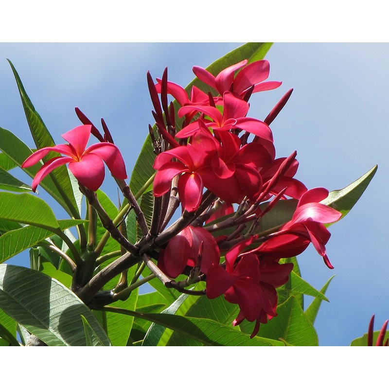 Red Plumeria Frangipani Plant Cutting Hawaii Cx8