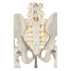 Buddy the Budget Skeleton-1021930 - Human Skeleton Anatomical Model -