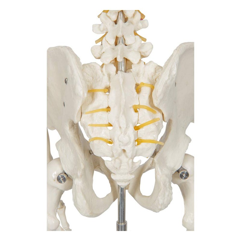 Buddy the Budget Skeleton-1021930 - Human Skeleton Anatomical Model -