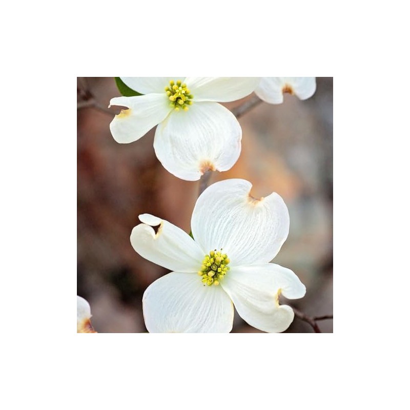 Generic The White Dogwood Tree, White Flowering, Charcoal Bark, Fruit