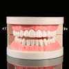 Dental Model, Dental Standard Teeth Model Tooth Brushing Model PVC