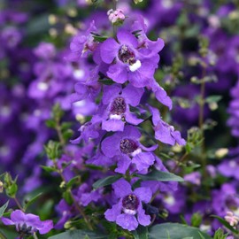 Eden Brothers Angelonia Seeds - Serena Blue