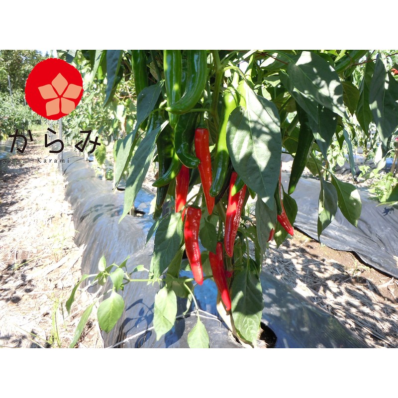 (Commercial Use) Karami Kyushu Pepper (Thread Cutter) 3.5 oz (100