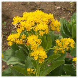 Everwilde Farms - 1 Lb Stiff Goldenrod Native Wildflower Seeds - Gold Vault