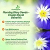Outsidepride Ensign Royal Morning Glory Seeds - 1000 Pcs. Annual,