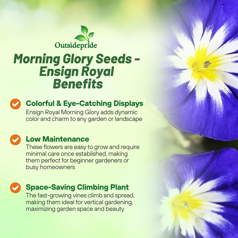 Outsidepride Ensign Royal Morning Glory Seeds - 1000 Pcs. Annual,