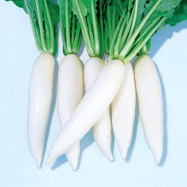 Radish Seeds - Everest - Hybrid - 2 g Packet ~125 Seeds - Non-GMO, F1 Hybrid - Vegetable Garden