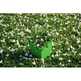 Perennial Farm Marketplace Mazus reptans 'Albus' (Creeping White) Groundcover, 1 Quart, Snow Colored Flowers
