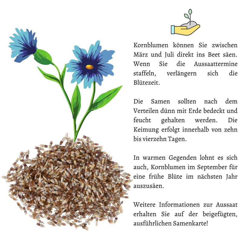 Cornflower seeds (Centaurea cyanus) - beautifully bright flowers with long