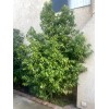 Homemade 200 Fresh Cinnamon Leaves 100% organic High Premium Quality,