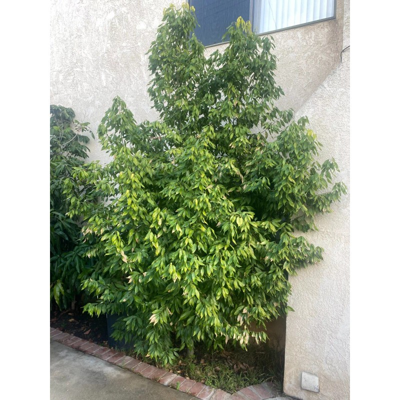 Homemade 200 Fresh Cinnamon Leaves 100% organic High Premium Quality,