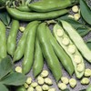 Aquadulce Fava Bean Seeds for Planting, 25 Premium Heirloom Seeds