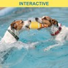 BEAUTYZOO Floating Dog Pool Toys for Small/Medium Dogs - Durable