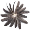 Zasvec Pheasant Feathers Long Pack of 30 Natural Decoration Rooster
